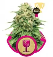 Critical REBAJAS