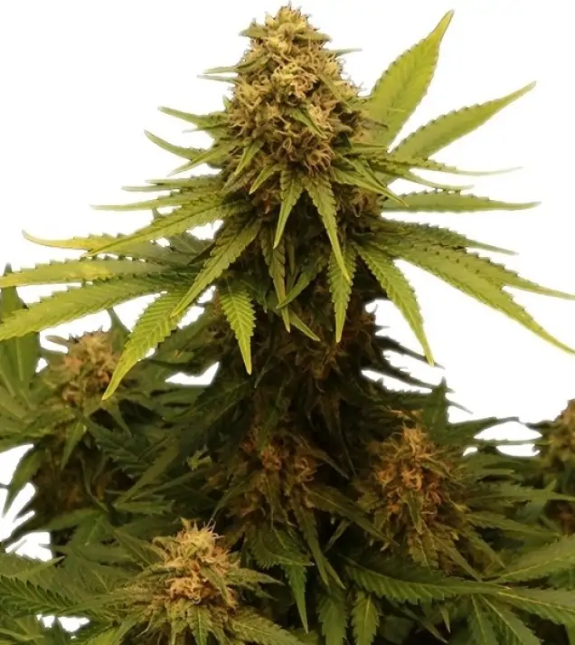 Critical REBAJAS