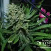 Critical REBAJAS