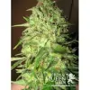 Critical REBAJAS
