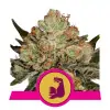 HulkBerry REBAJAS