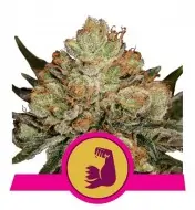 HulkBerry REBAJAS