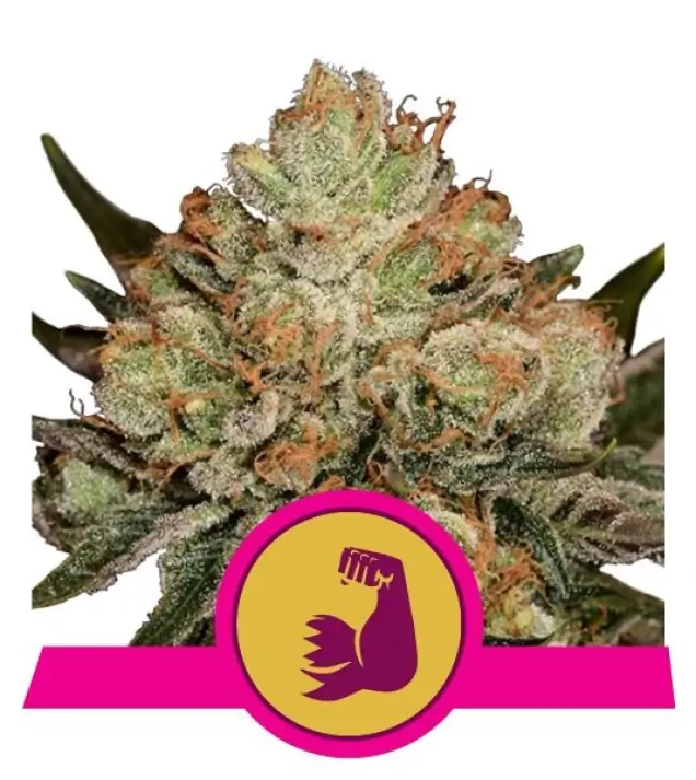 HulkBerry REBAJAS