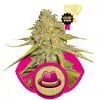 Og Kush REBAJAS
