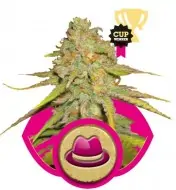 Og Kush REBAJAS