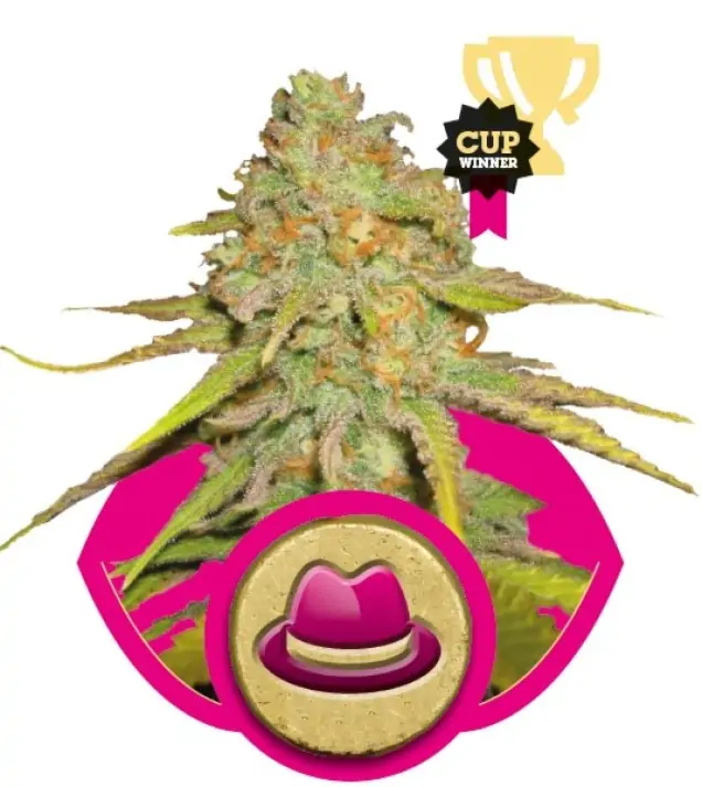 Og Kush REBAJAS