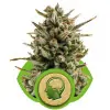 Amnesia Haze Automatic REBAJAS
