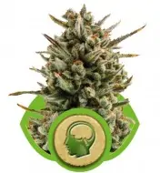 Amnesia Haze Automatic REBAJAS