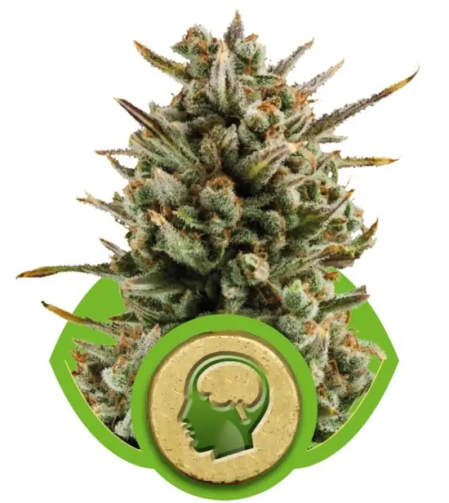 Amnesia Haze Automatic REBAJAS