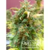 Amnesia Haze Automatic REBAJAS