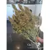 Amnesia Haze Automatic REBAJAS