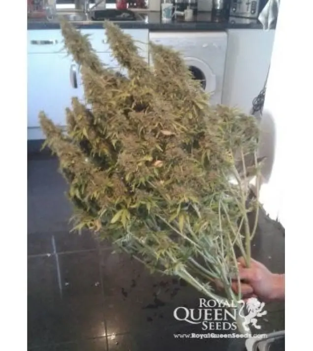 Amnesia Haze Automatic REBAJAS