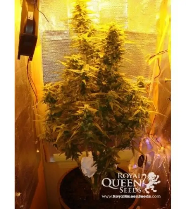 Amnesia Haze Automatic REBAJAS