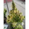 Amnesia Haze Automatic REBAJAS