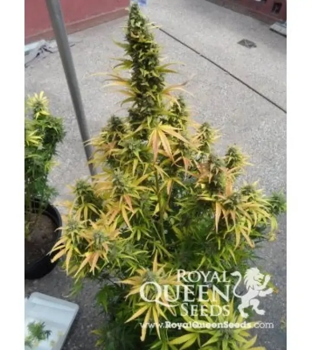 Amnesia Haze Automatic REBAJAS