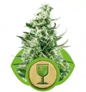 Royal Critical Automatic REBAJAS