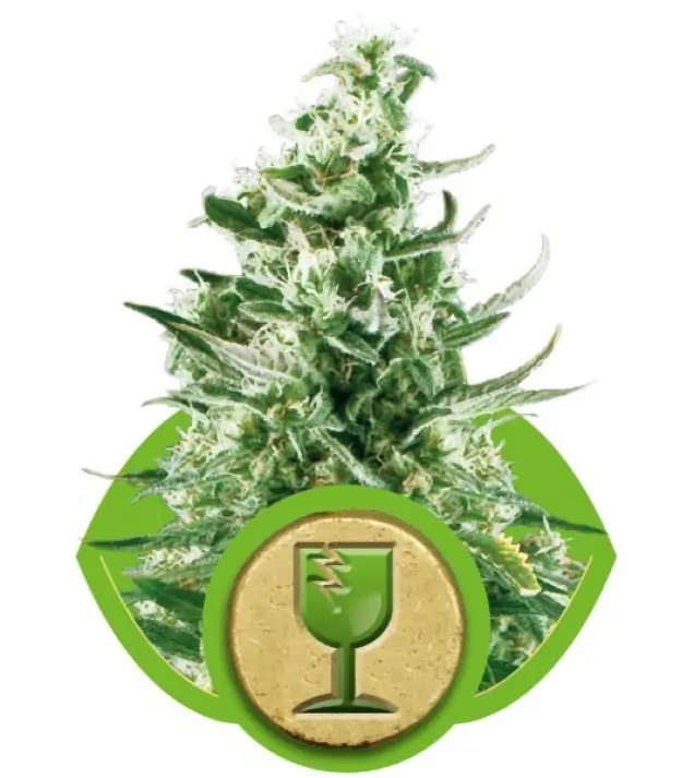 Royal Critical Automatic REBAJAS