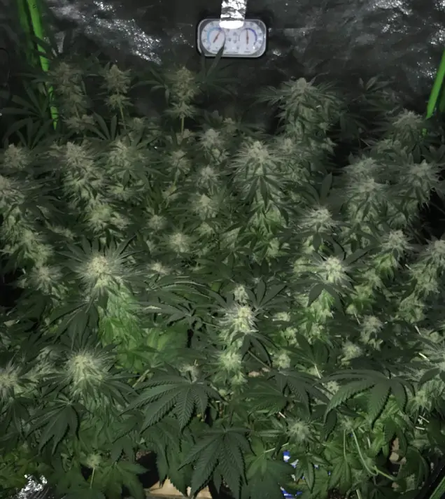 Girl Scout Kush REBAJAS