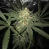 Girl Scout Kush REBAJAS