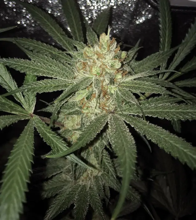 Girl Scout Kush REBAJAS