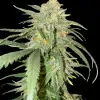 Girl Scout Kush REBAJAS