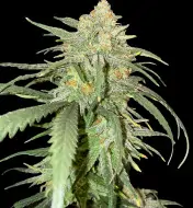 Girl Scout Kush REBAJAS