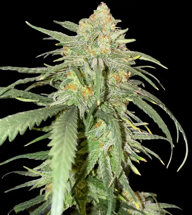 Girl Scout Kush REBAJAS
