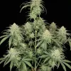 Girl Scout Kush REBAJAS