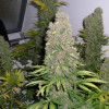 Auto Jack Herer X-treme