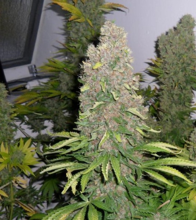 Auto Jack Herer X-treme