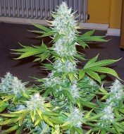 Auto Moby Dick X-treme