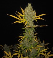 Auto OG Kush X-treme