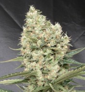 Auto White Widow X-treme