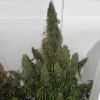 Auto Jack Herer X-treme
