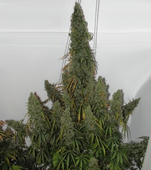 Auto Jack Herer X-treme
