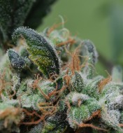 Blueberry Cheesecake