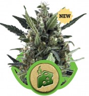 Blue Cheese Automatic