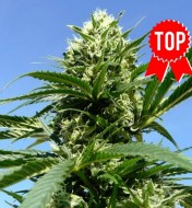 Northern Passion 2.0