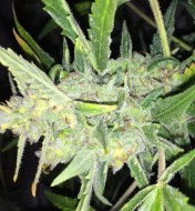 Auto White Widow x Big Bud