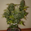 Grapefruit Auto