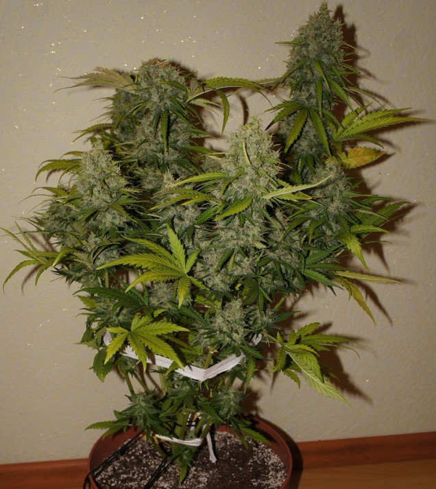 Grapefruit Auto