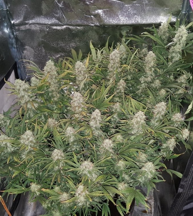 Grapefruit Auto
