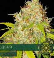 AK-49 Auto