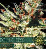 Delhi Cheese Auto
