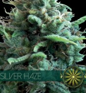 Silver Haze