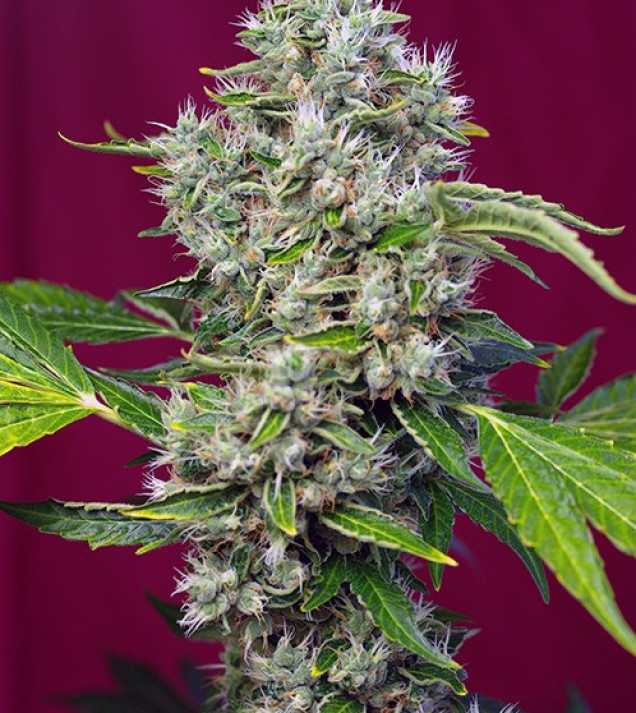 San Fernando Lemon Kush