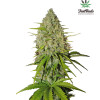 Grapefruit Auto