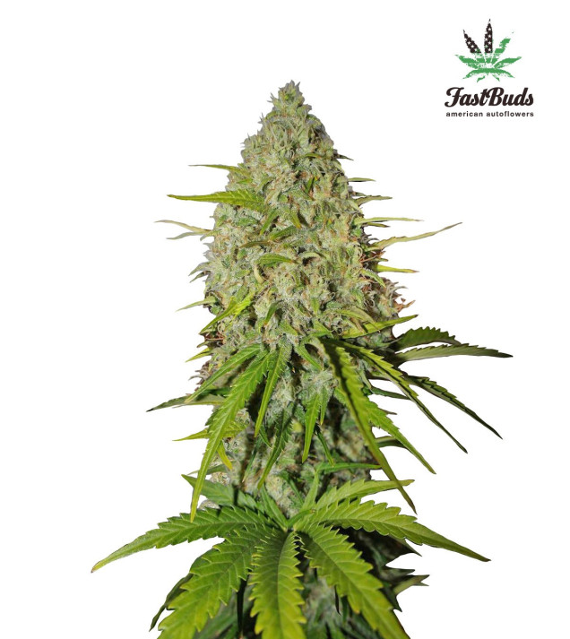 Grapefruit Auto