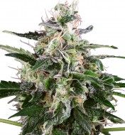 White Skunk Automatic