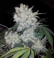 White Widow